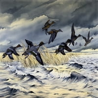 Patke koje lete preko grube vode tijekom olujnog tiska plakata Malcolm Greensmith ® Adrian Bradburymary Evans