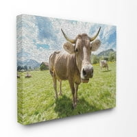 Slika ribljeg oka, koja prikazuje krave na pašnjaku uokvirene teksturiranom umjetnošću