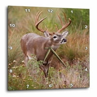 3drose bjelorepi jelen, grassland, Teksas-MP-Larie Ditto - zidni sat, autor