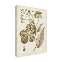 Zaštitni znak likovna umjetnost 'Ocher Botanical II' Canvas Art by Vision Studio