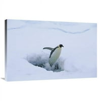 Globalna galerija GCS-453113-2436- IN. EMER PENGUIN skačeći iz rupe za disanje pečata u ledu, Antarctica Art Print-