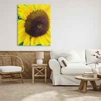 Stupell Industries izbliza žuti suncokretovi cvjetovi botanička priroda Galerija za fotografiranje zamotana platna
