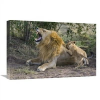 Globalna galerija V. mladunci afričkog lava stari sedam do osam tjedana igraju se s odraslim mužjakom, ranjivi,