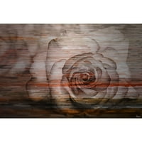 Parvez Taj Sleeping Rose Art Print na četkanom aluminiju