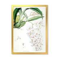 Designart 'drevna bijela orhideja II' Tradicionalni uokvireni umjetnički tisak