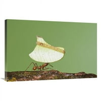 V. mrav za rezanje lišća, Kostarika umjetnički tisak-Steve Gettle