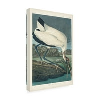 John James Audubon 'Wood Ibis' platno umjetnost
