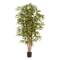 6 stopa visoko bambusovo drvo u čistom vrtu-realna podna biljka za dekor