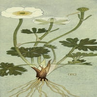 Ispis plakata alpske flore od Philipa Robera