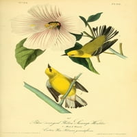 Ptice Amerike Plavokrila močvarna trska sa žutim krilima, ispis plakata J. R. TolkienaJ. J.-što? Audubona