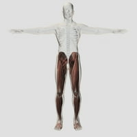 Muška mišićna anatomija ljudskih nogu, ispis plakata prednjeg pogleda