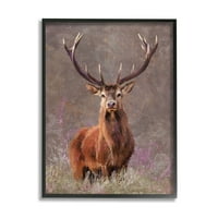 Stupell Elk Portret šumski gromovi životinje i insekti slikaju crno uokvireni umjetnički print zid umjetnosti