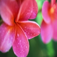 Havaji, Maui, Izbliza ružičasti cvjetovi plumerije, zvani Frangipani, na biljci na otvorenom, kapljice vode na